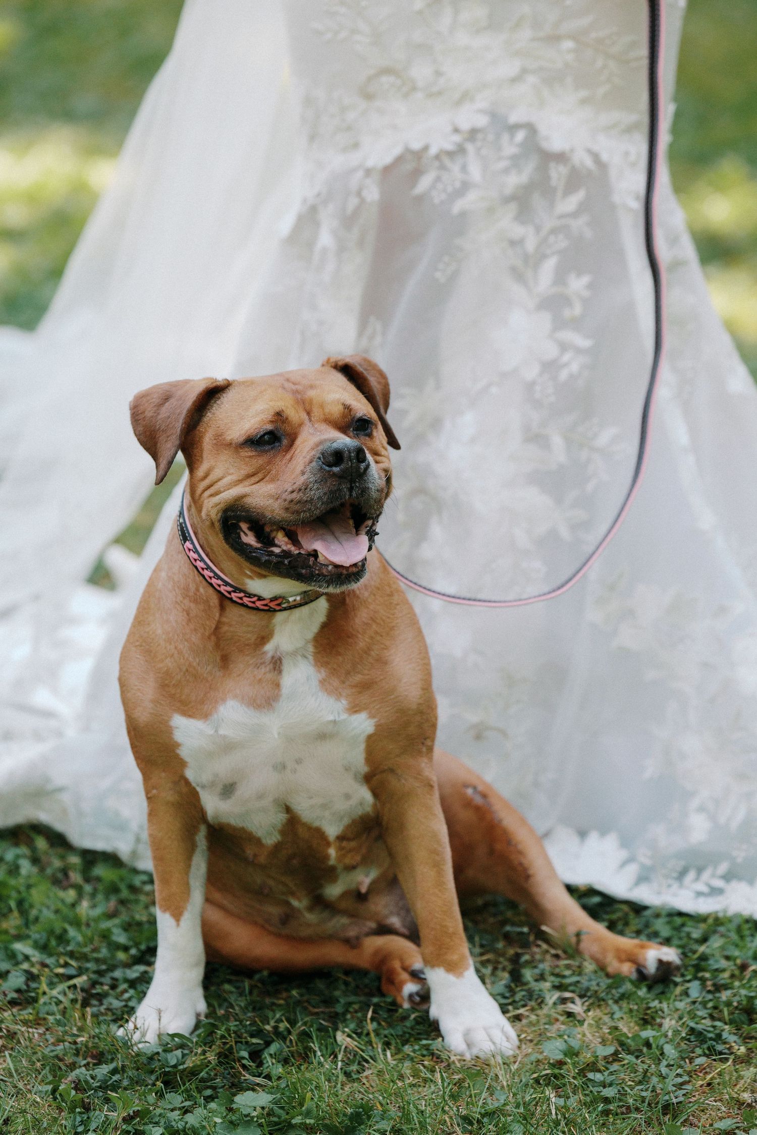 A happy brown and white Staffordshire Bull Terrier sits on grass in front of a white lace wedding dress.