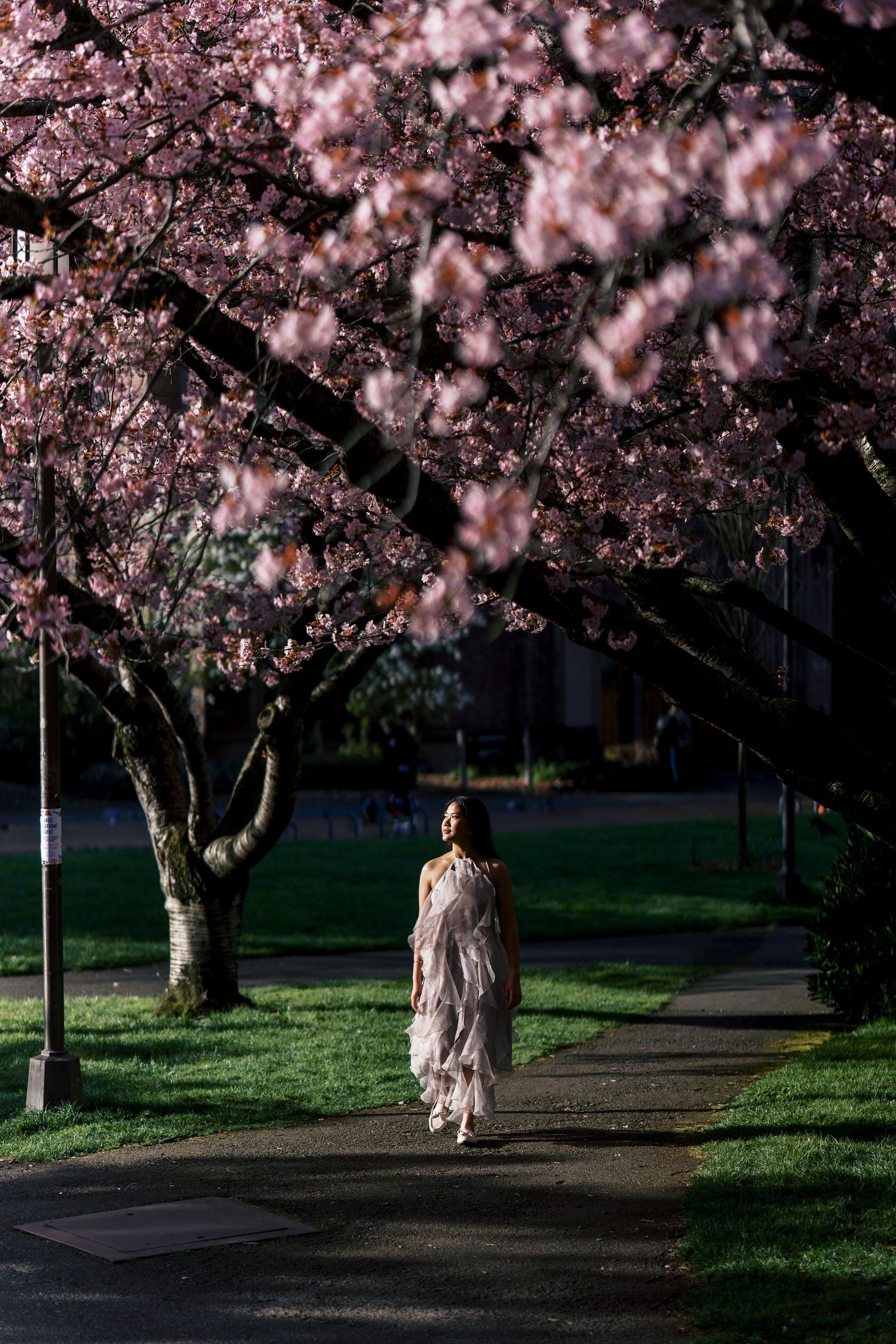 Woman in flowing gown walking along path beneath blooming pink cherry blossom trees.