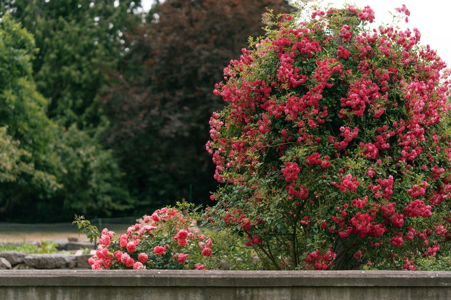 Vibrant pink flowering bush in full bloom in a serene park garden setting.