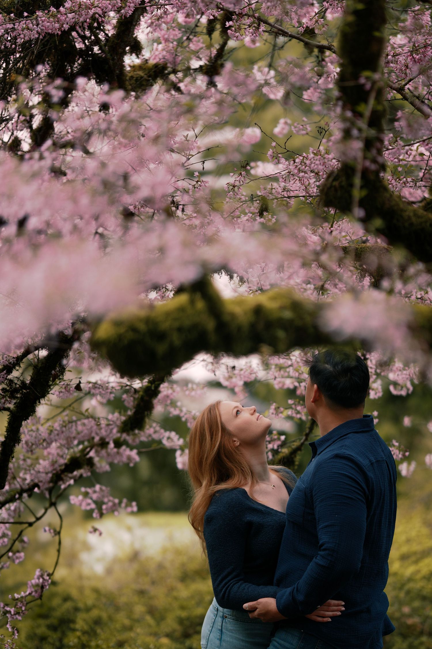 Couple embracing under blooming pink cherry blossom tree branches in spring.