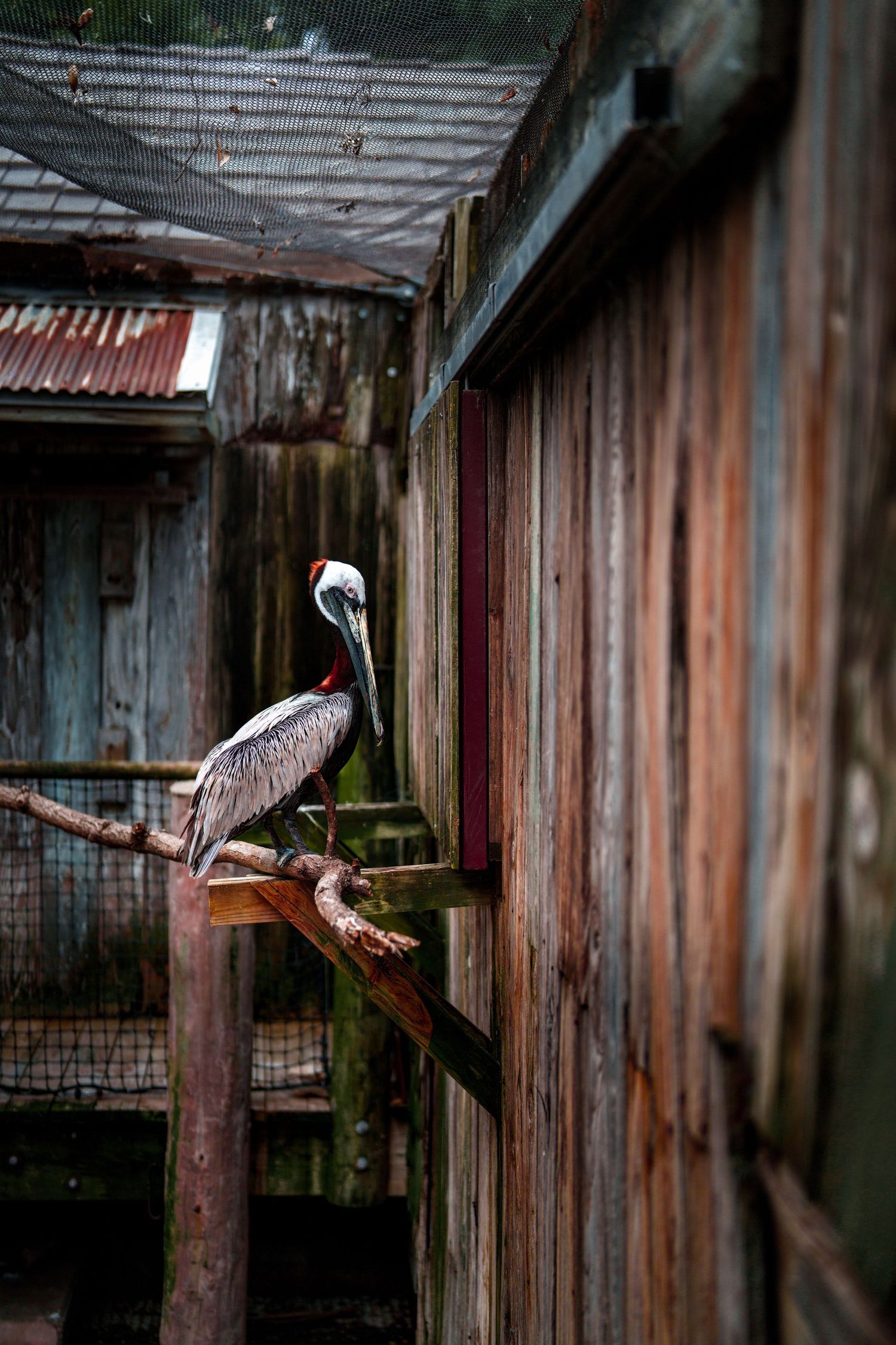 Pelican, zoo