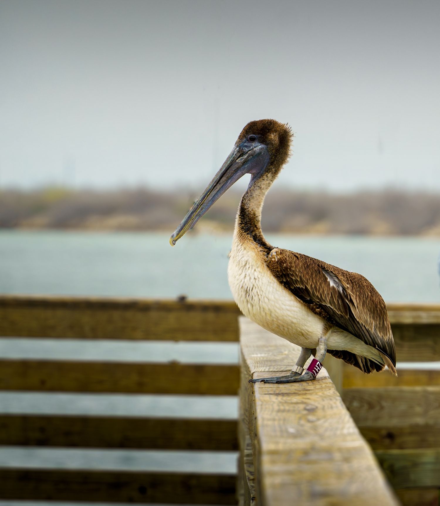 Pelican,
