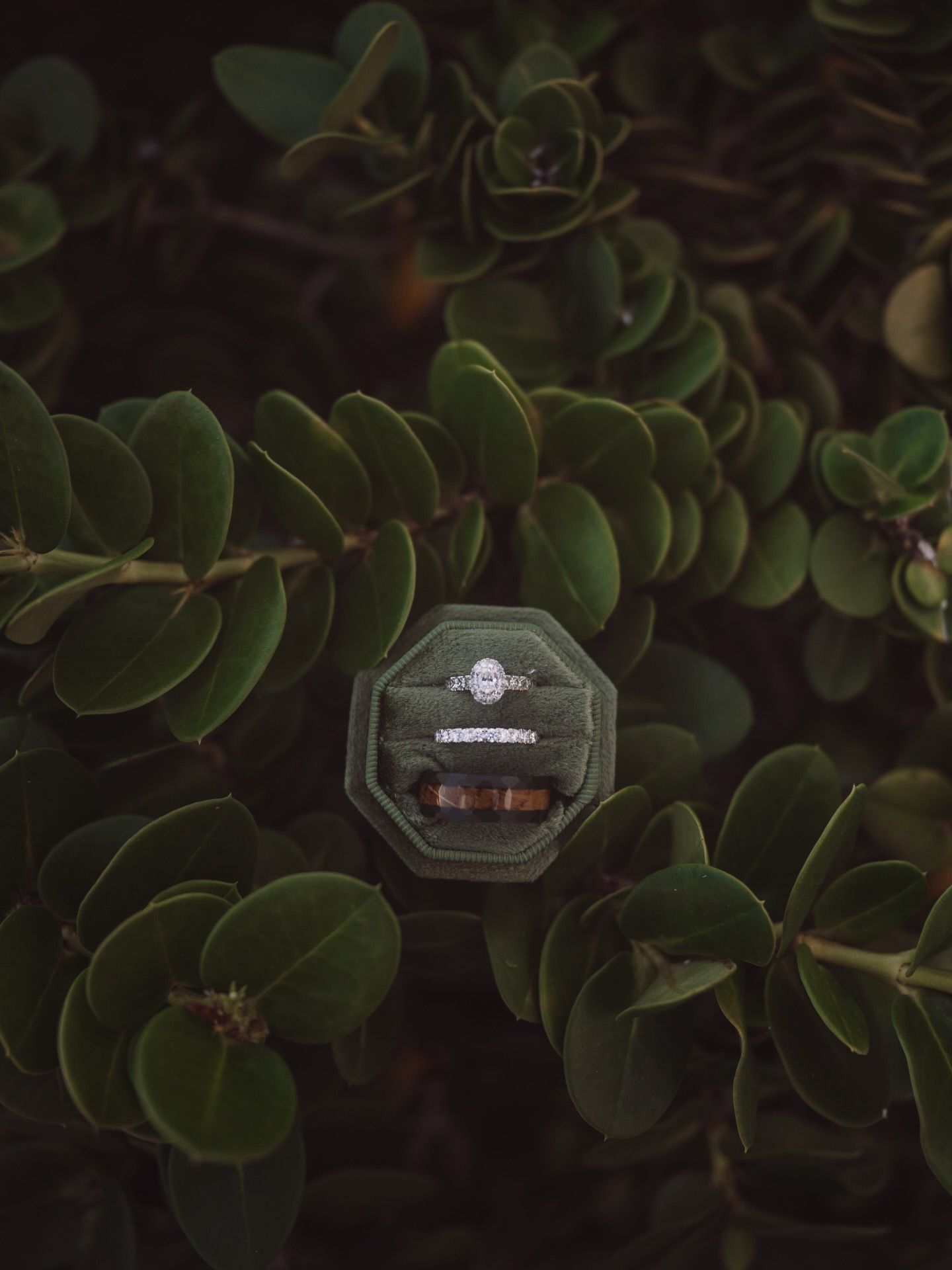 Diamond engagement ring photographed on dark green leaves with natural lighting.