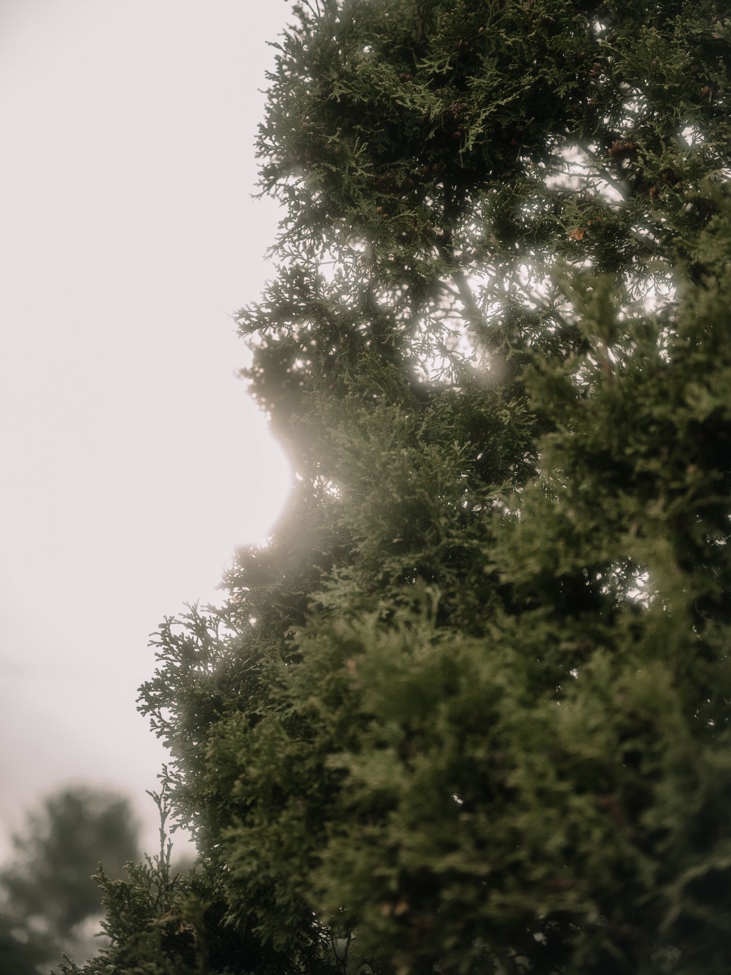 Misty green cypress trees with soft sunlight filtering through dense foliage on a foggy day.