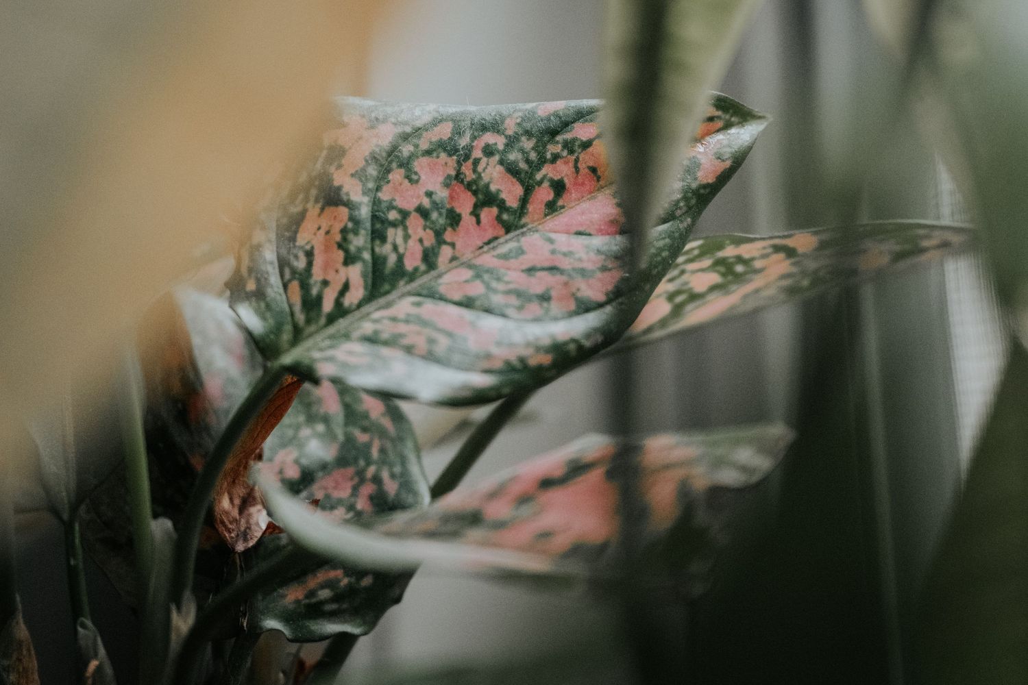 Close-up of a variegated Aglaonema plant with pink and green spotted leaves in soft bokeh lighting.