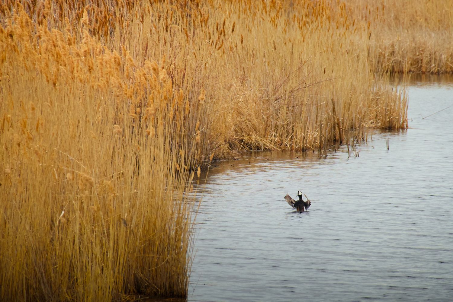 Hooded Merganser in water with reeds.