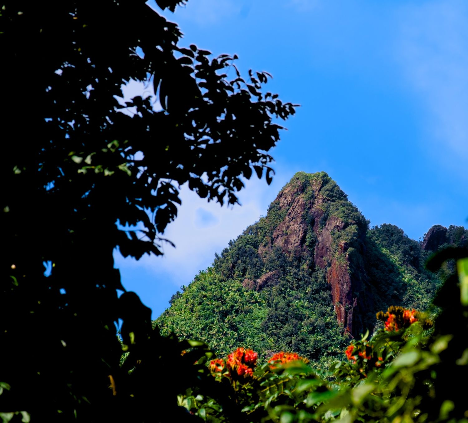 Landscape of a steep hill in El Yunque surrounded by orange flowers.