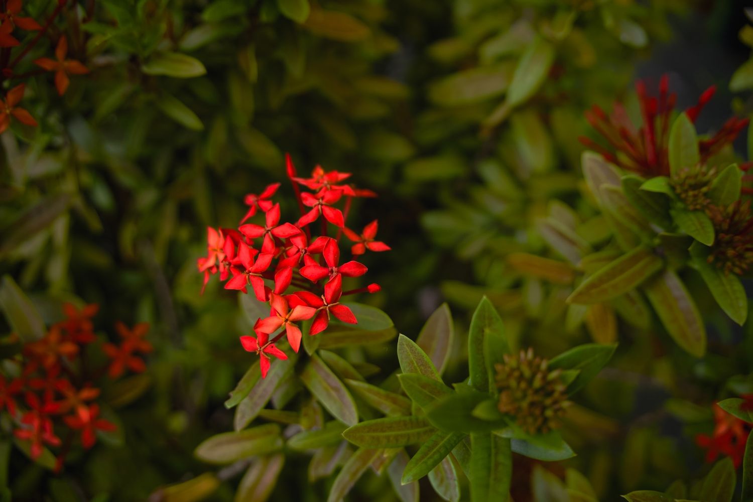 Red-orange flowers in San Juan.