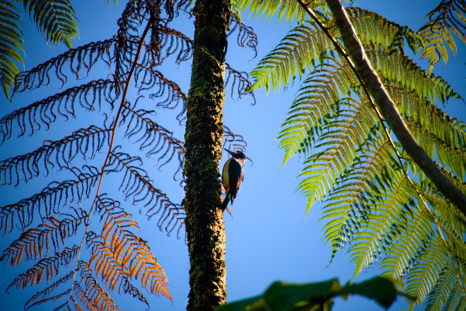 Puerto Rican Woodpecker scaling a tree in El Yunque.