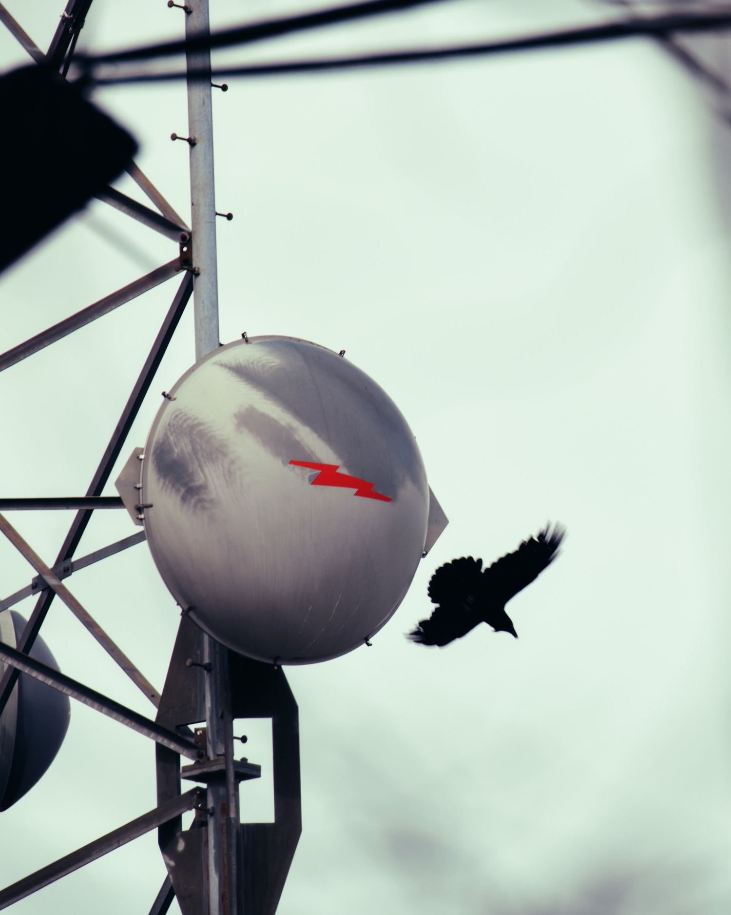 Raven flies off of a radio tower in Amesbury, Massachusetts.