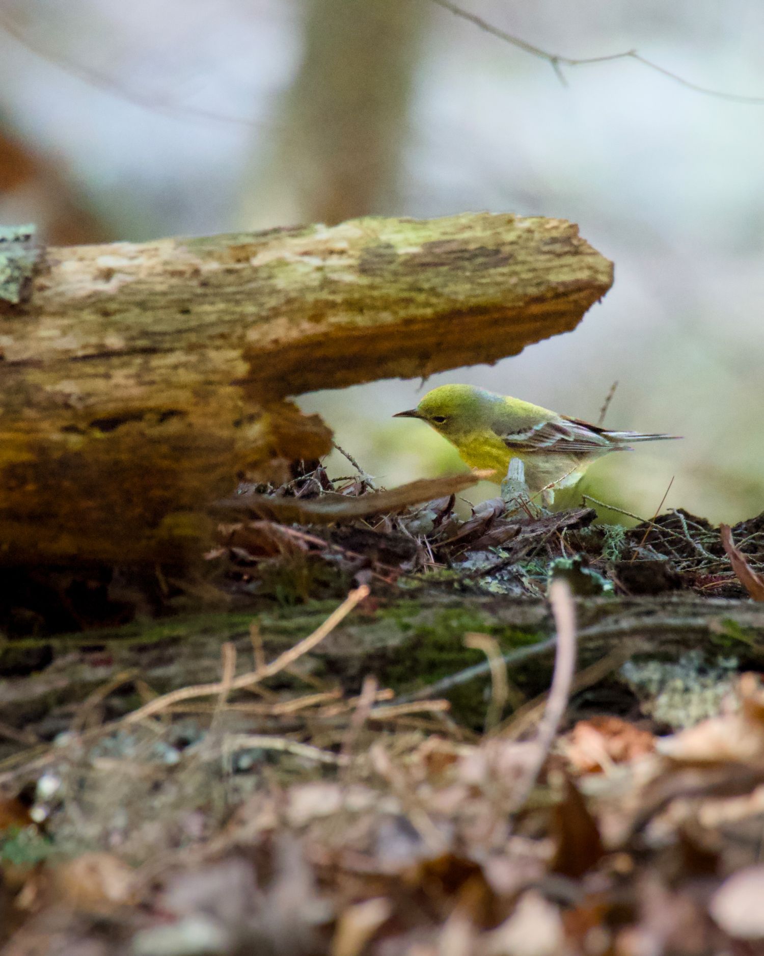 Pine Warbler looking into a downed tree trunk searching for food.