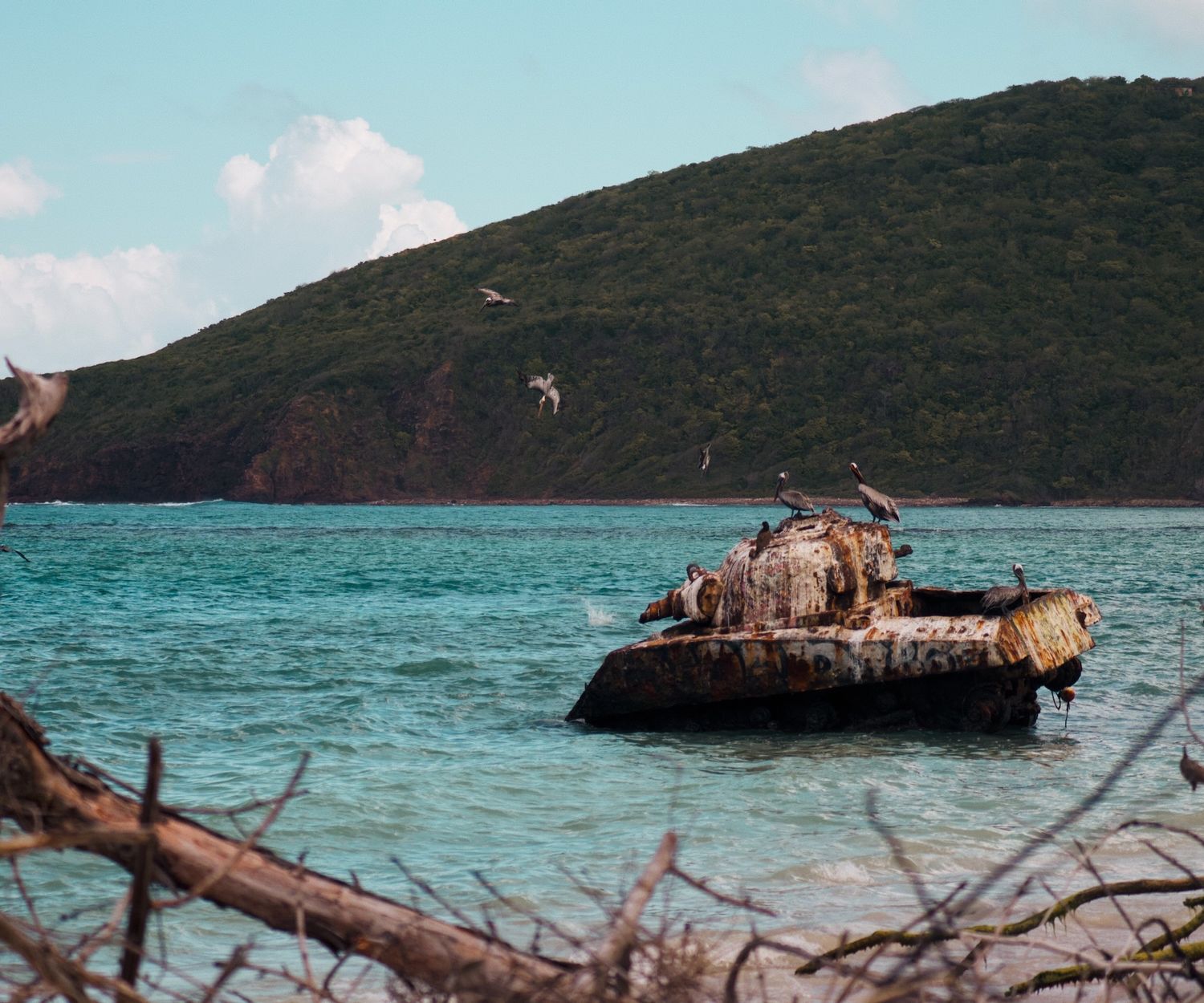 Pelicans diving near tank in Culebra.