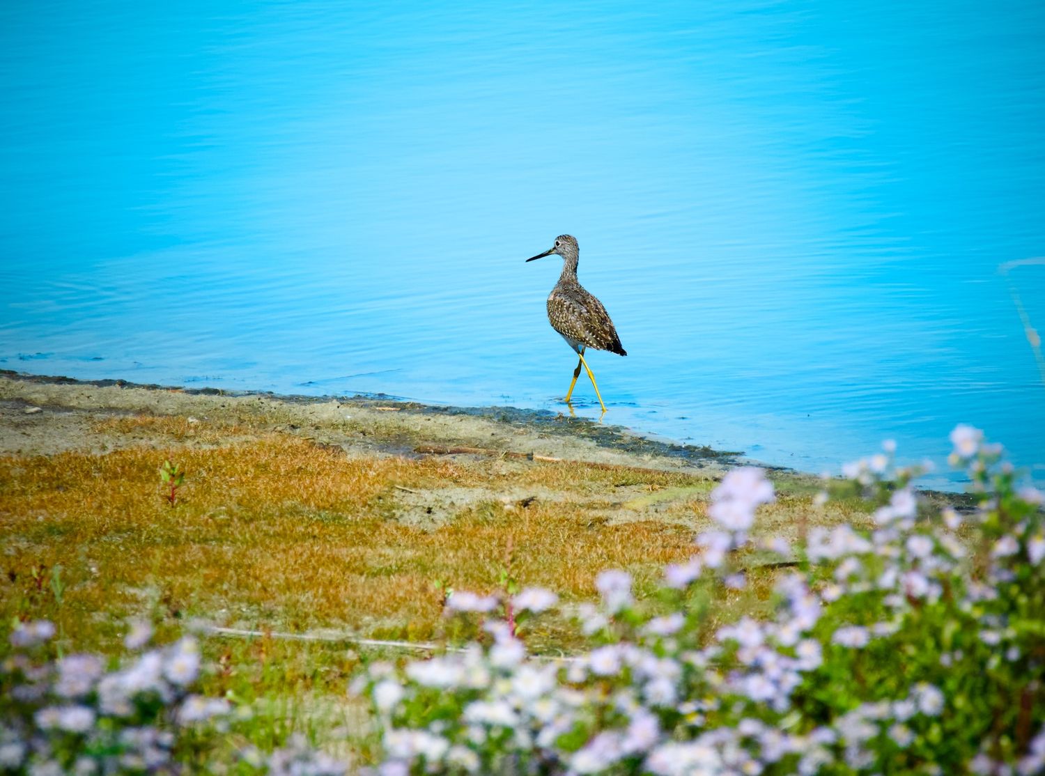 Greater yellow legs walks amongst flowers and water at Parker River National Refuge.