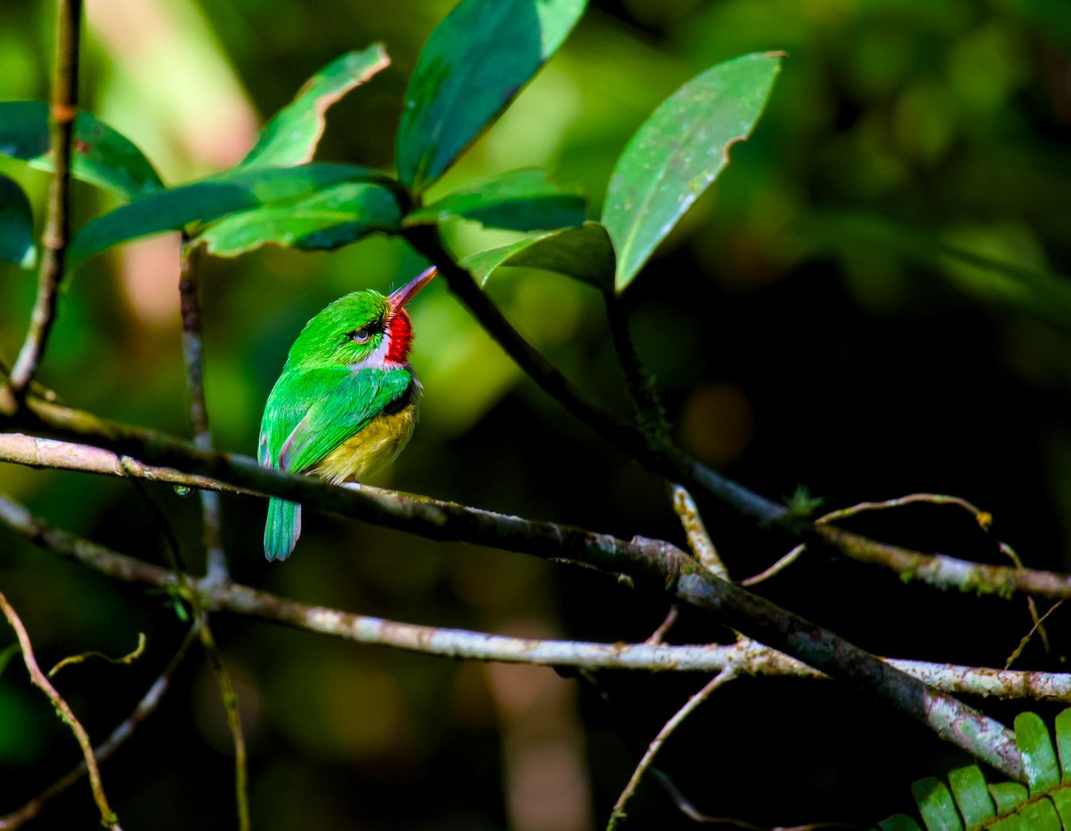 Puerto Rican Tody in El Yunque National Forest.