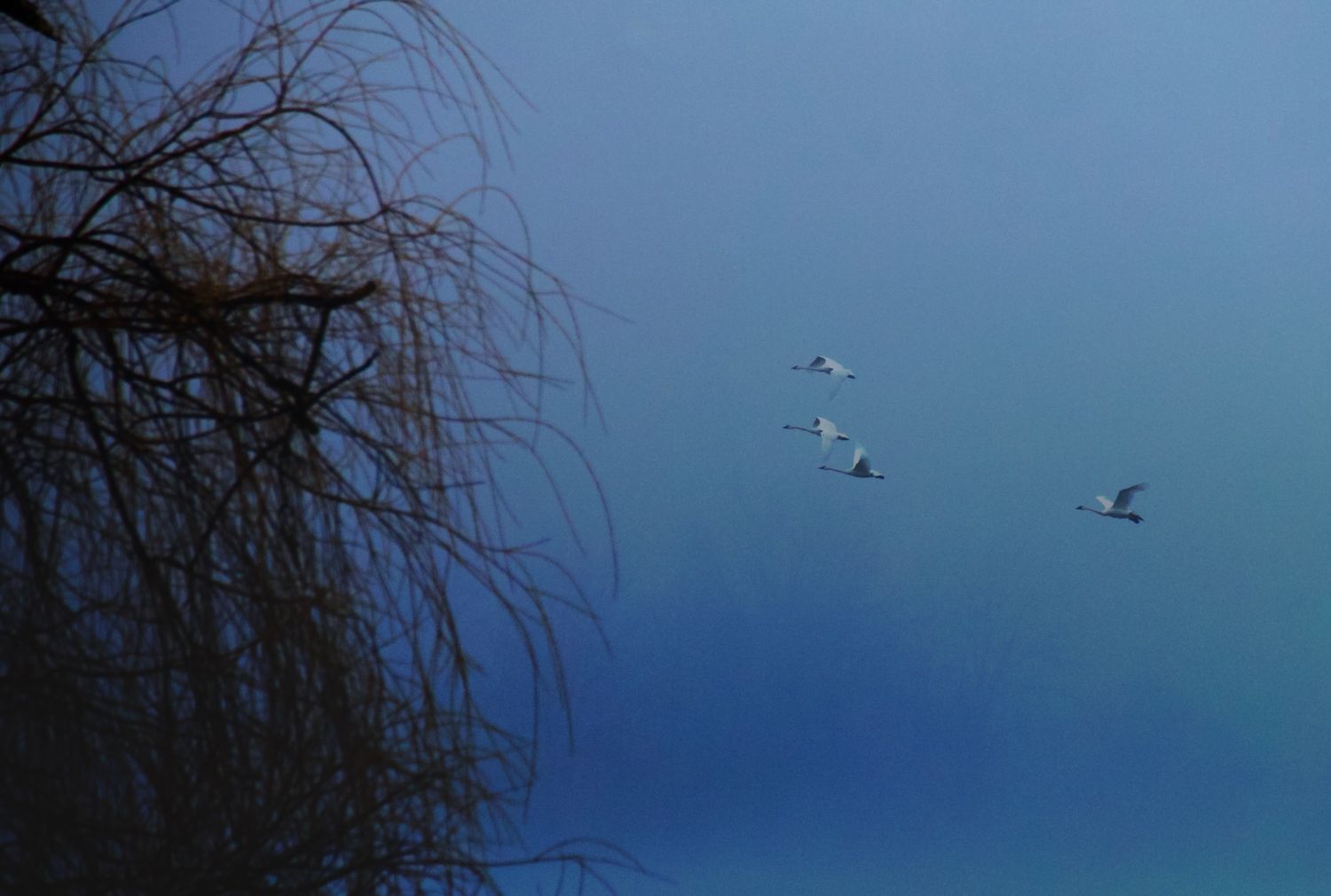 Geese flying through mist in Middle Creek, PA.