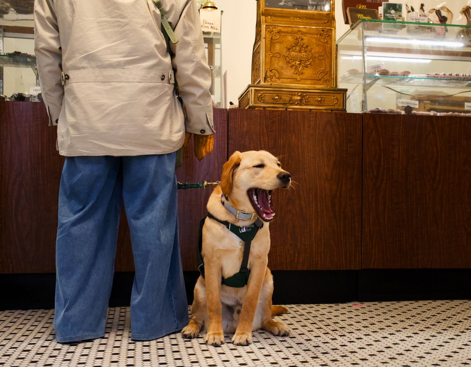 Yawning service dog in a vintage candy store in Lancaster.