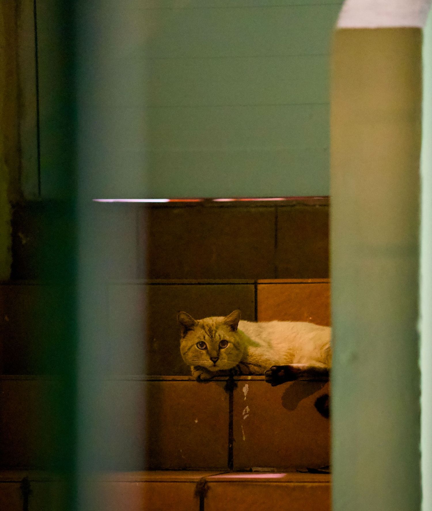 Cat laying on a porch in San Juan at night.