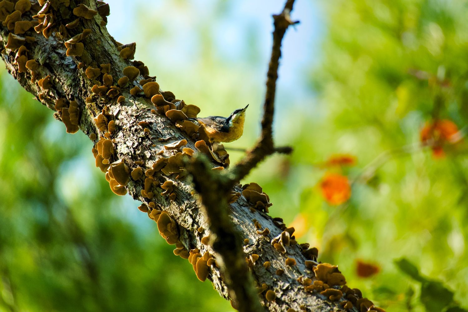A red-breasted nuthatch perched on a tree with fungal growth.