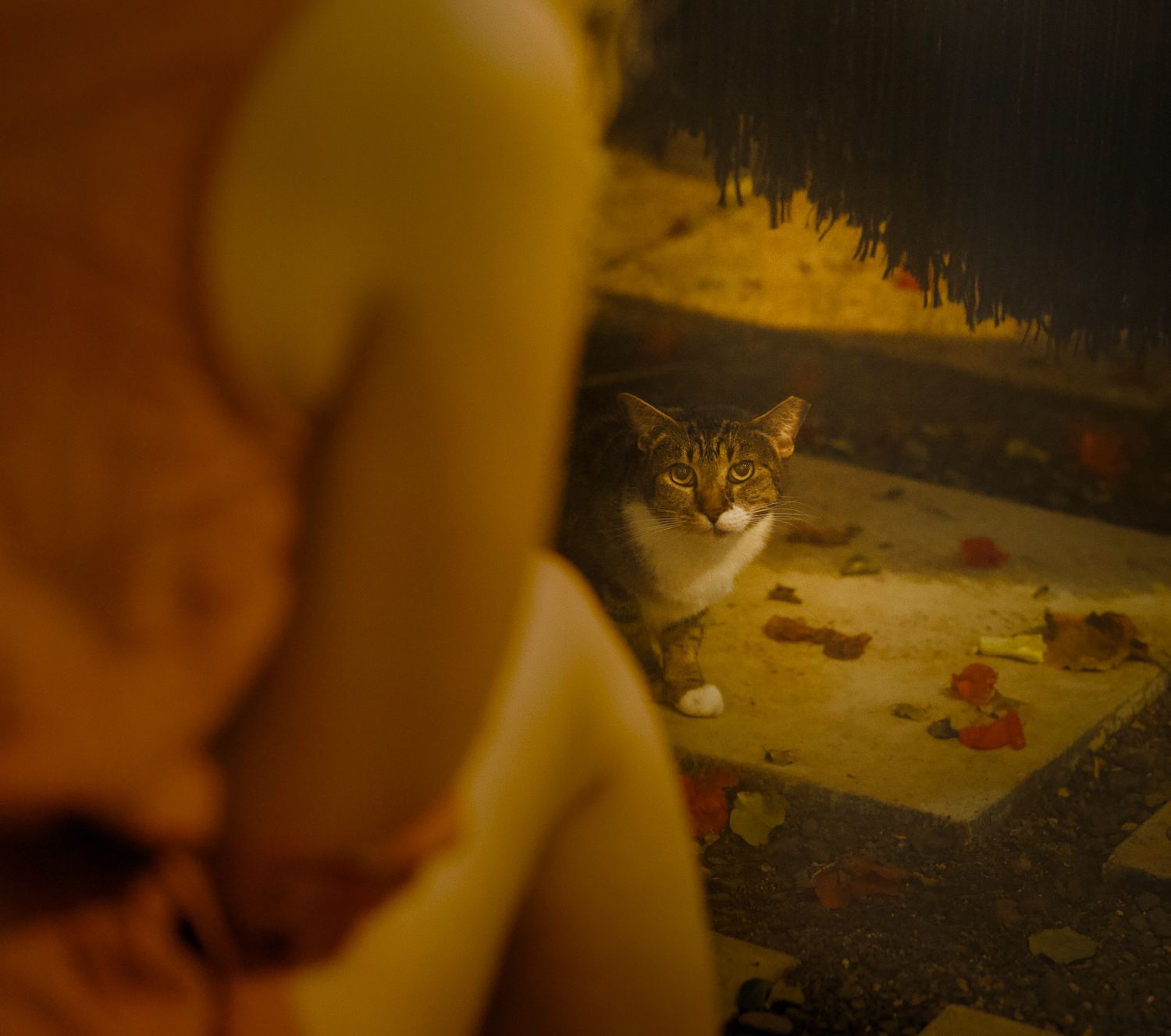 Cat looking up at woman in Puerto Rico.