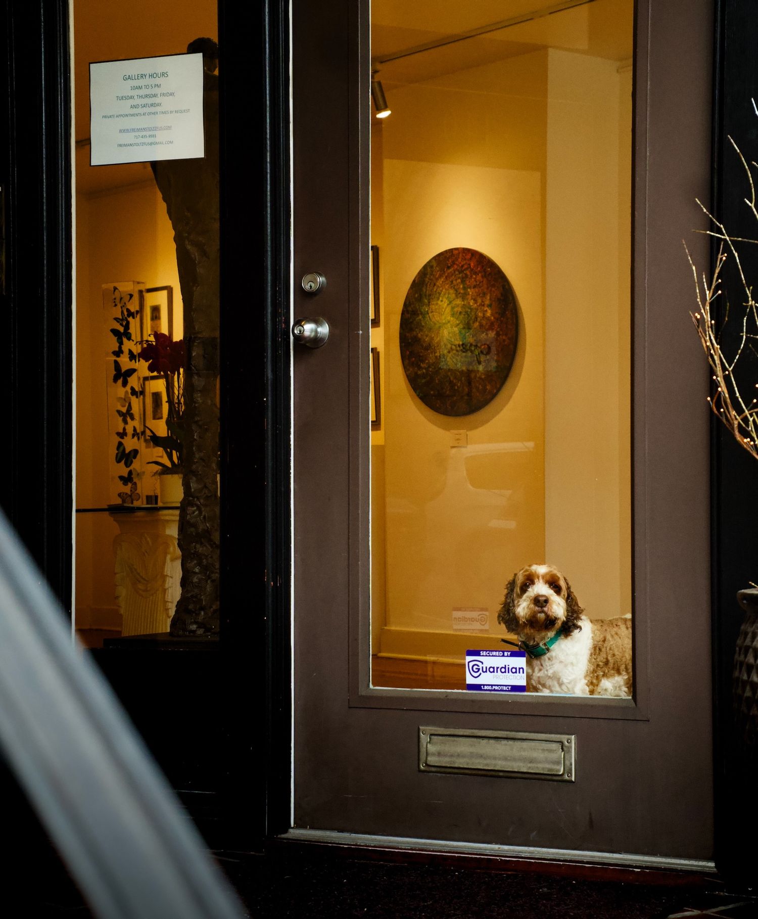 Dog staring out of art gallery window in Lancaster, PA.