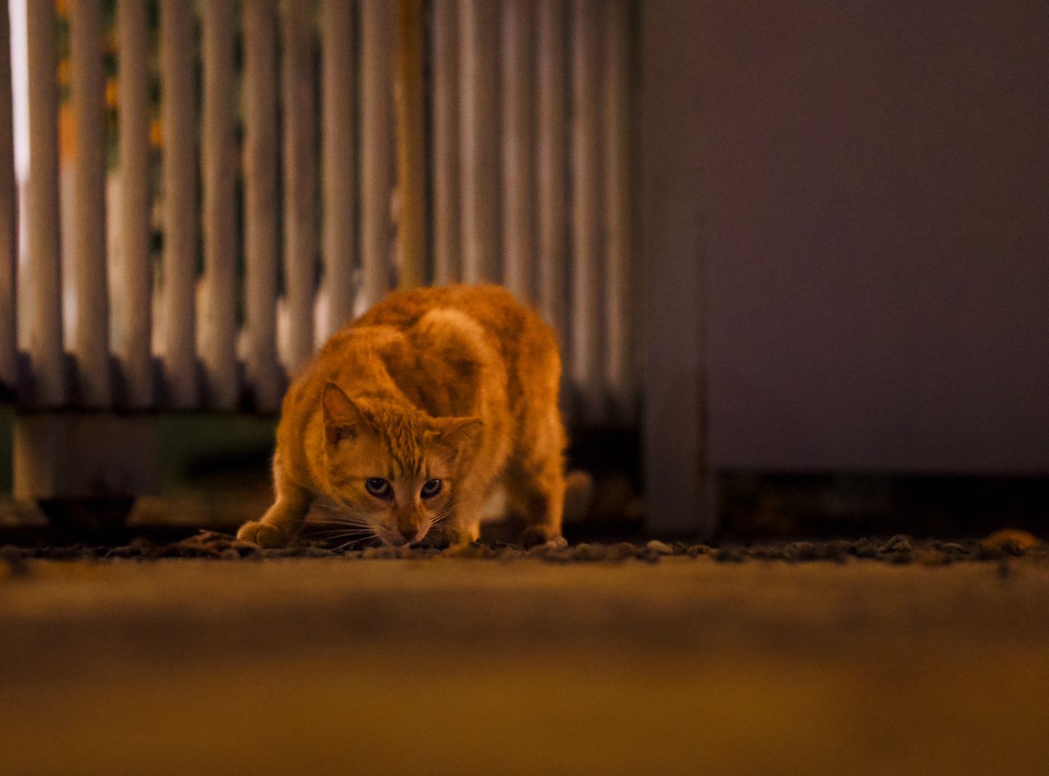 Cat in San Juan eating at nighttime.