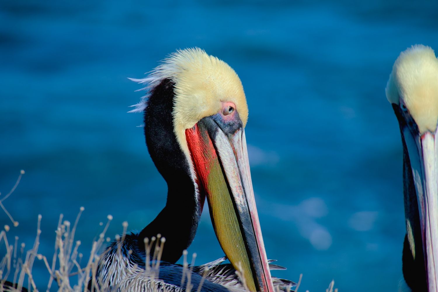Closeup of a pelican in San Diego.