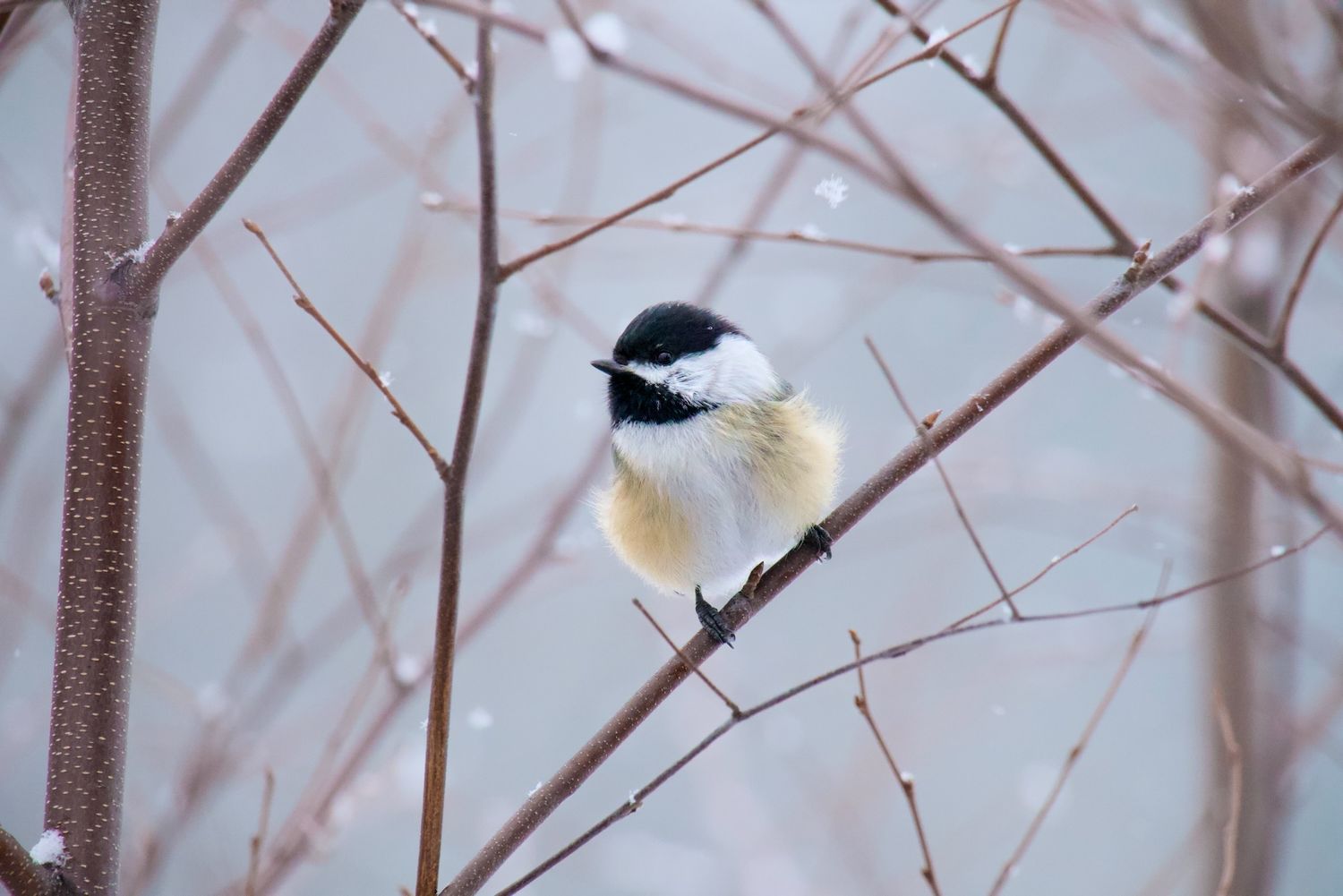 Chickadee on branch in snow.