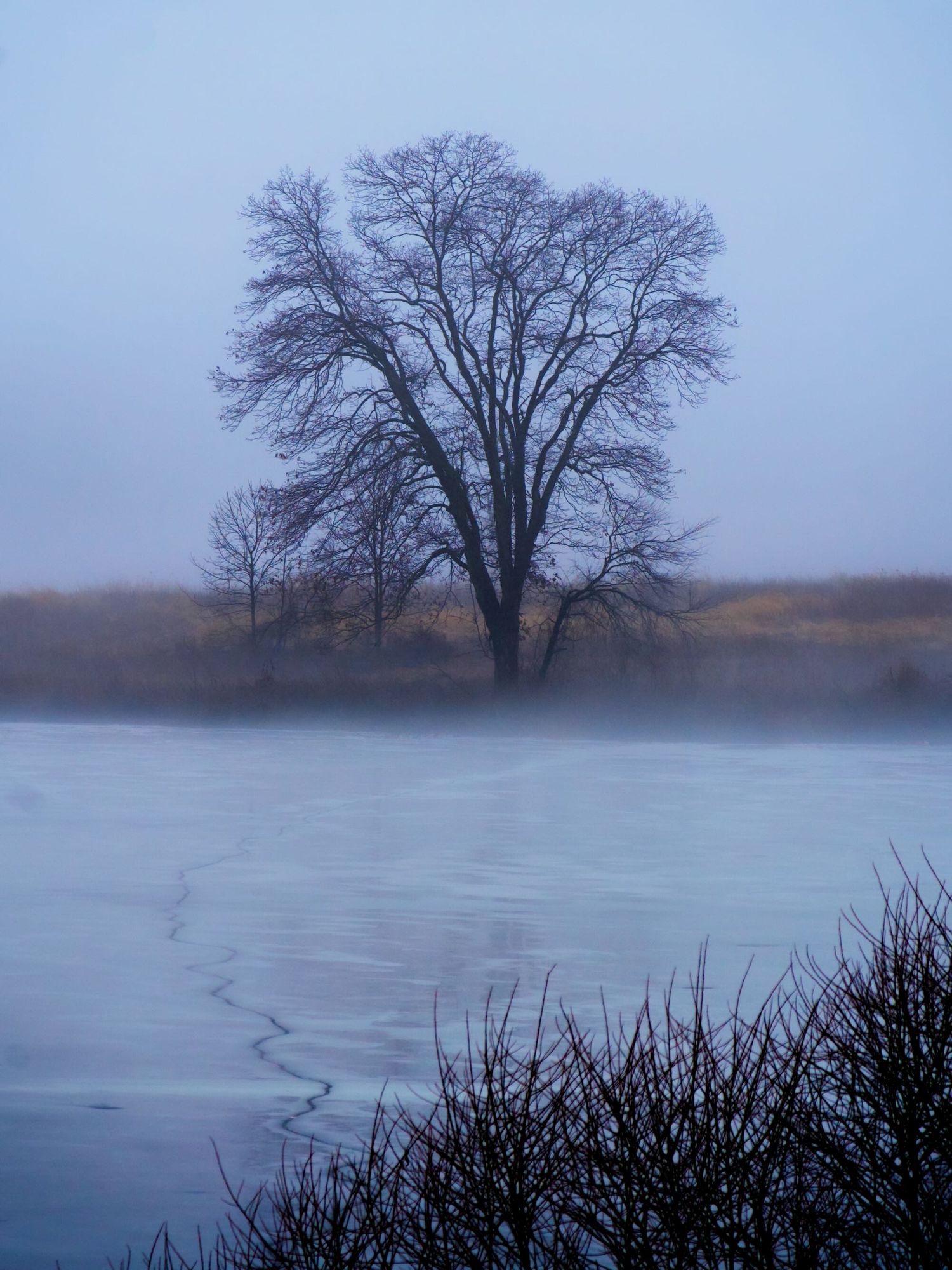 Misty tree with cracked ice.