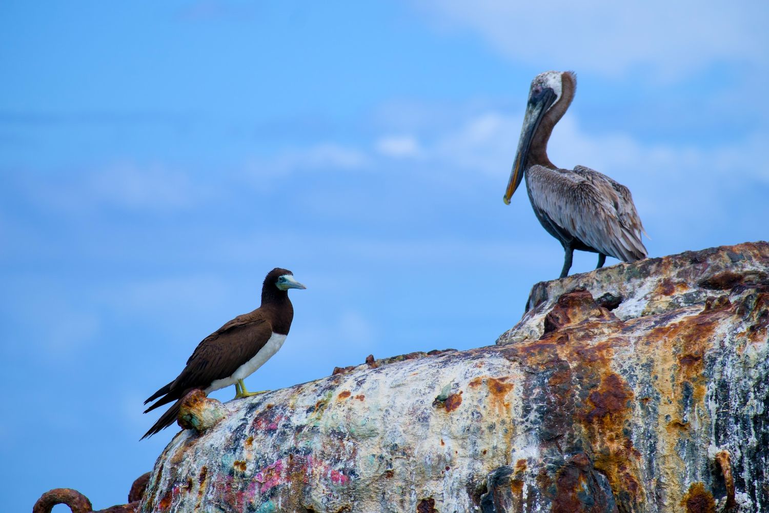 Pelican and a Booby perched on an old tank in Culebra.