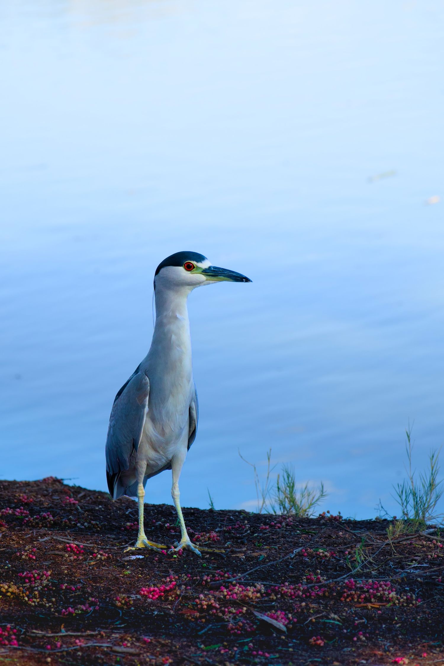 Black-crowned night heron by a pond in San Diego.
