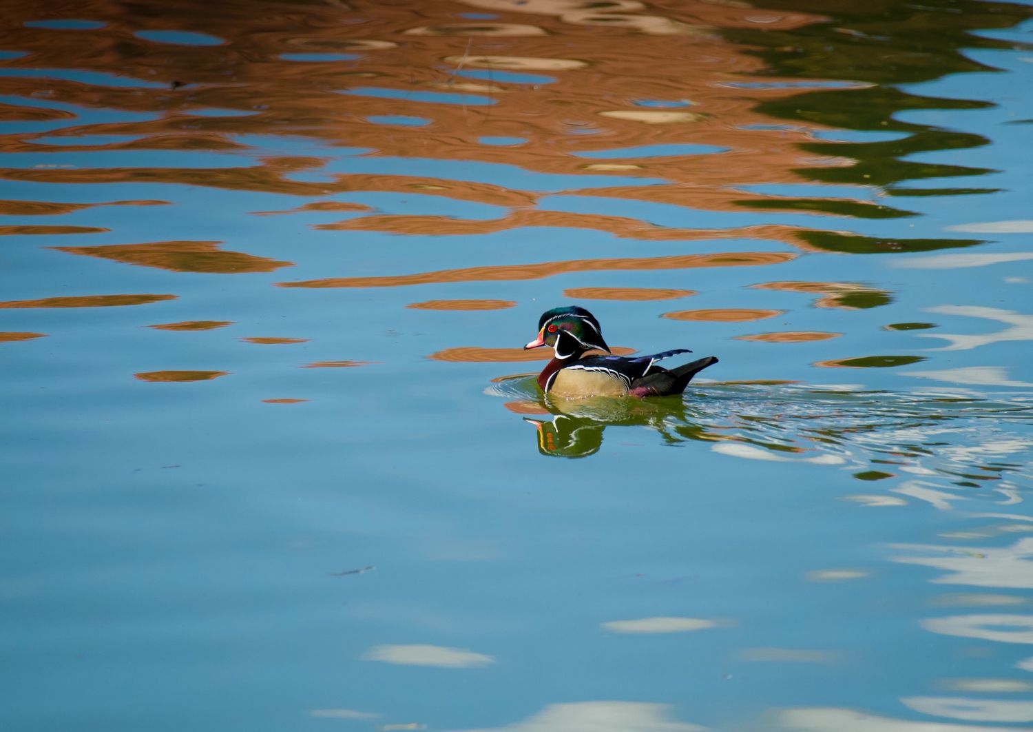 Wood duck swimming in California pond.