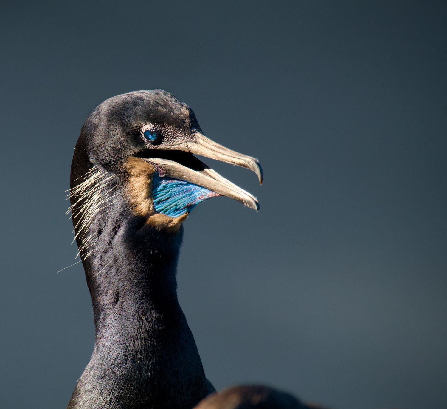 Close-up of Brandt's Cormorant in La Jolla, California.