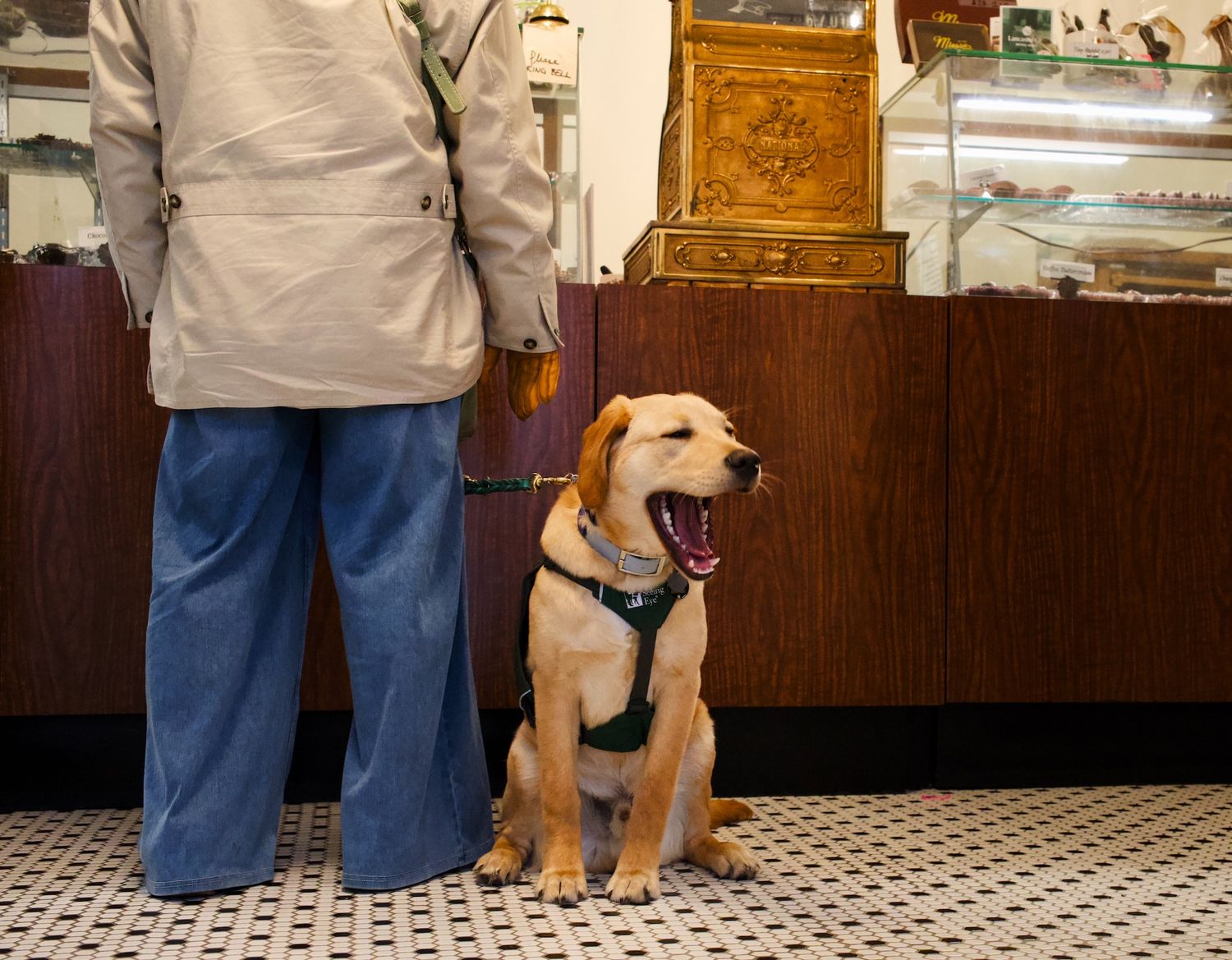 Yawning dog in candy store in Lancaster.