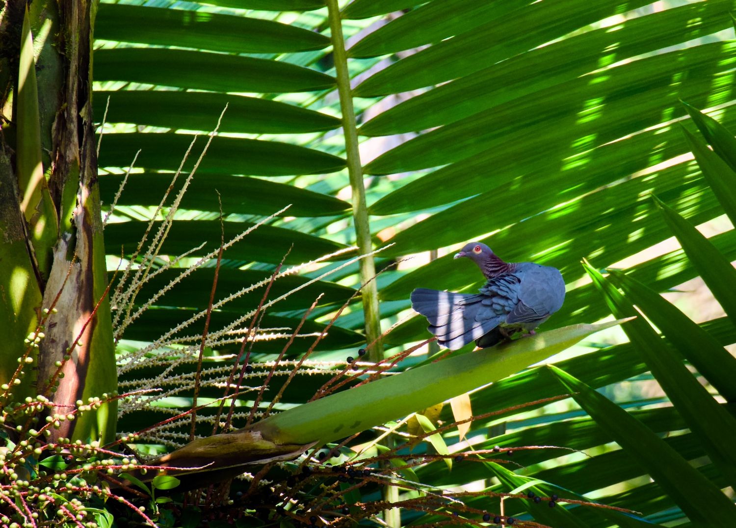 Pigeon perched on a palm tree in El Yunque.