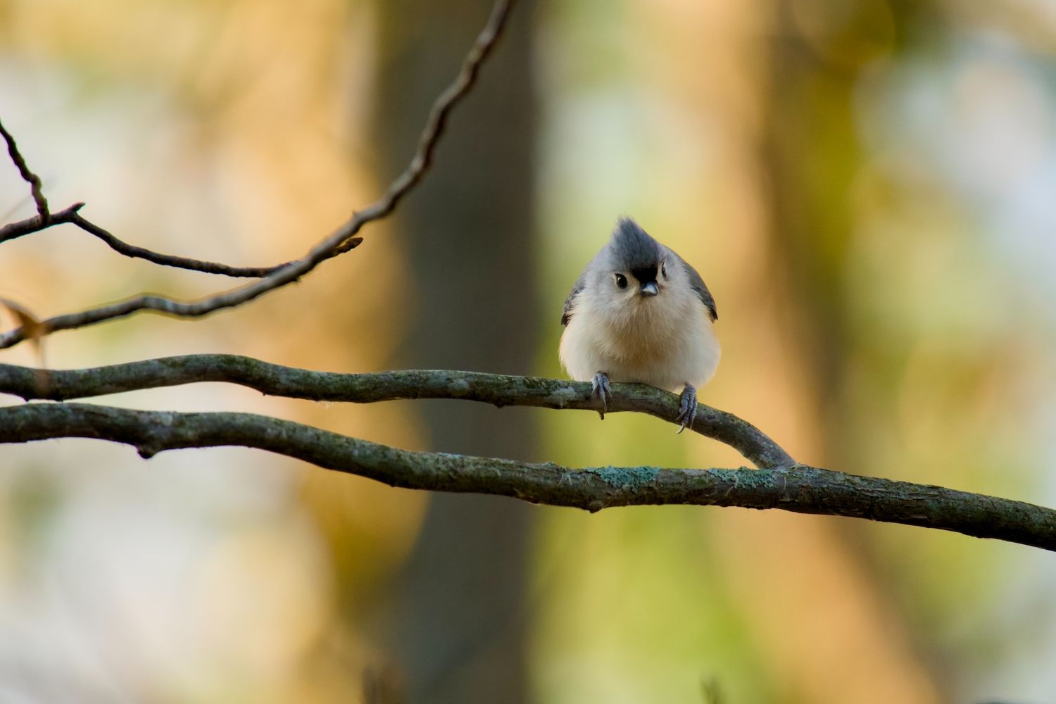 Titmouse perched on a branch at Ipswich River Wildlife Refuge.