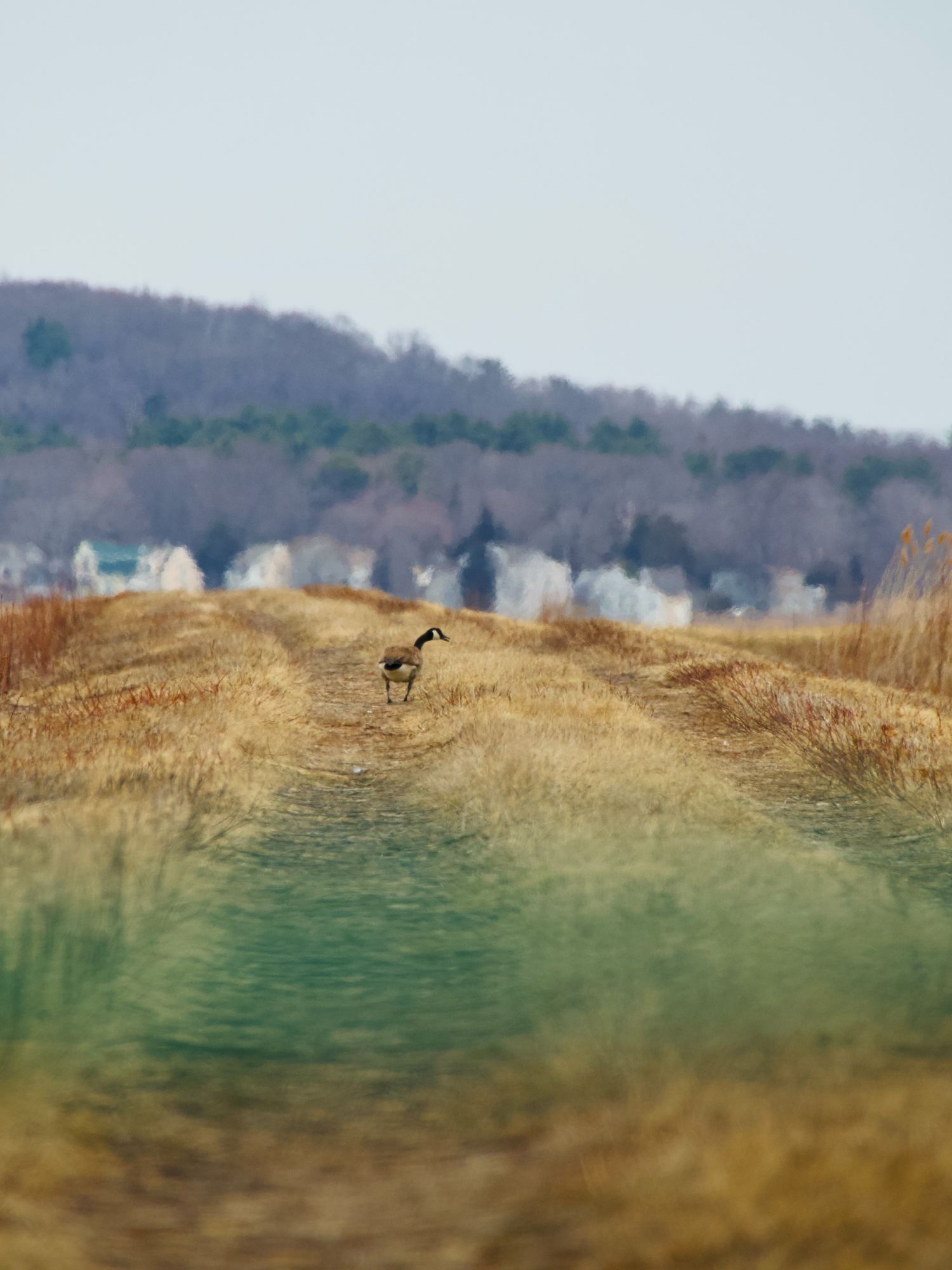 Goose walking along grass at Parker River.