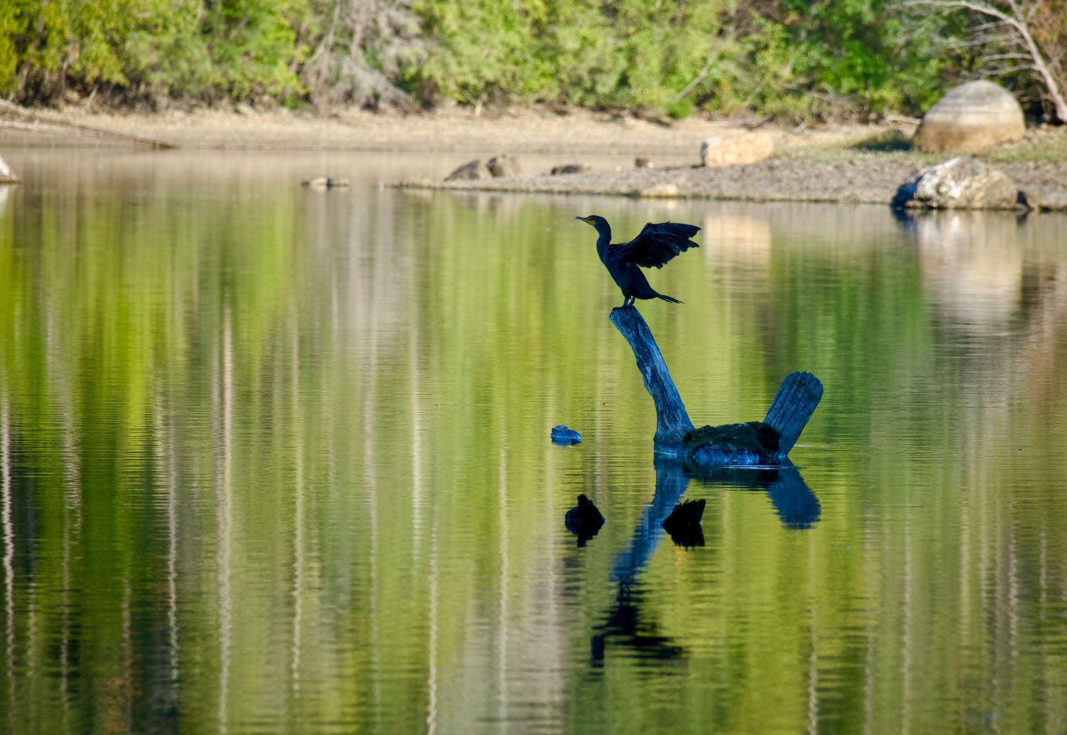 A cormorant with outstretched wings on a lake in Haverhill, Massachusetts.