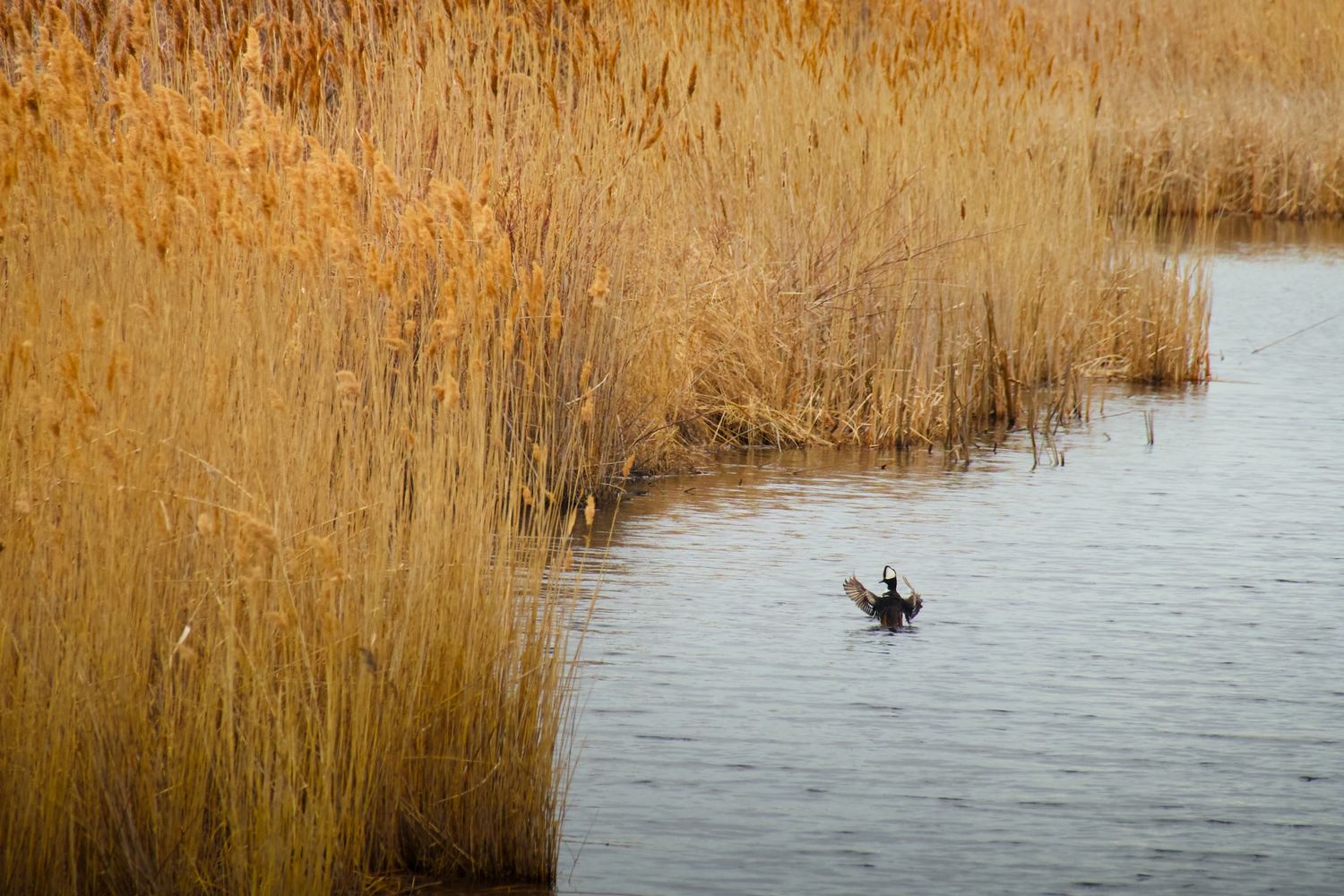 Hooded merganser flapping in water surrounded by reeds at Parker River National Refuge.