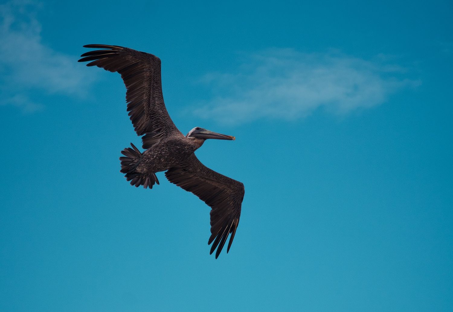 Pelican in flight in Culebra.