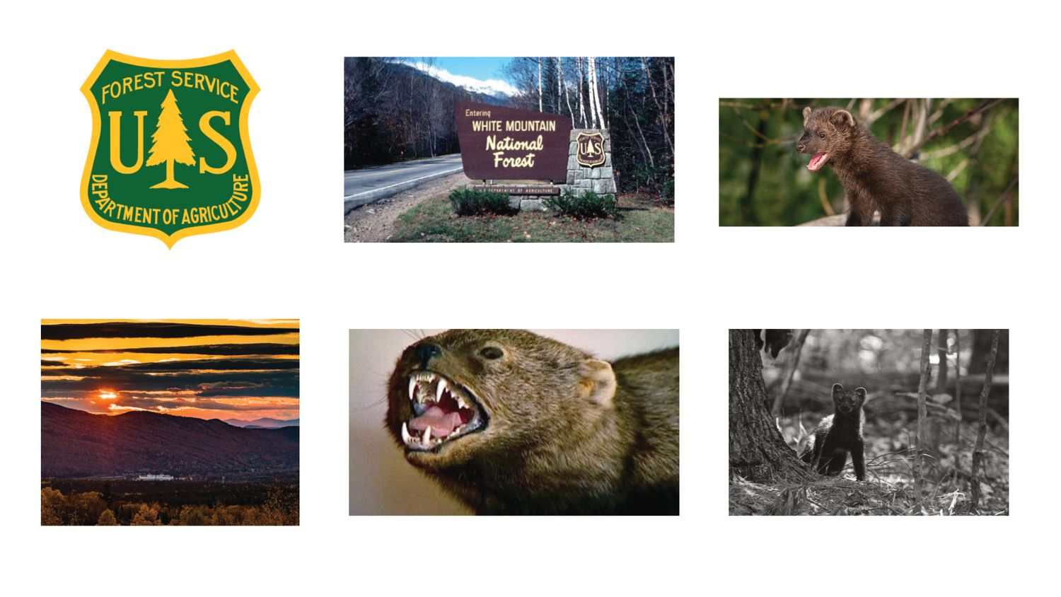 A mood board for a rebrand concept for the New Hampshire Fisher Cats showing inspiration from White Mountain National Forest.