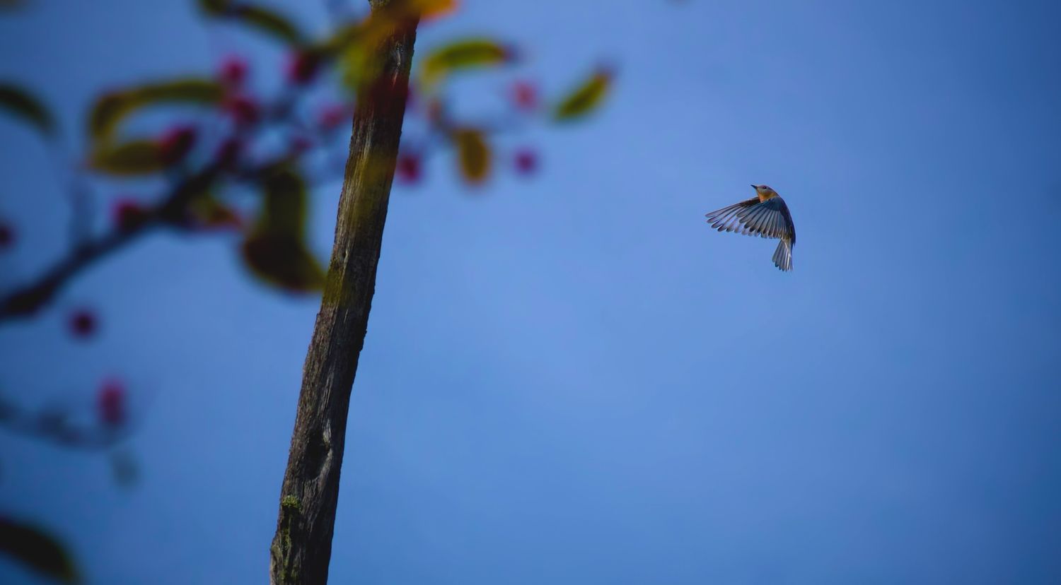Eastern bluebird in flight towards a berry tree.