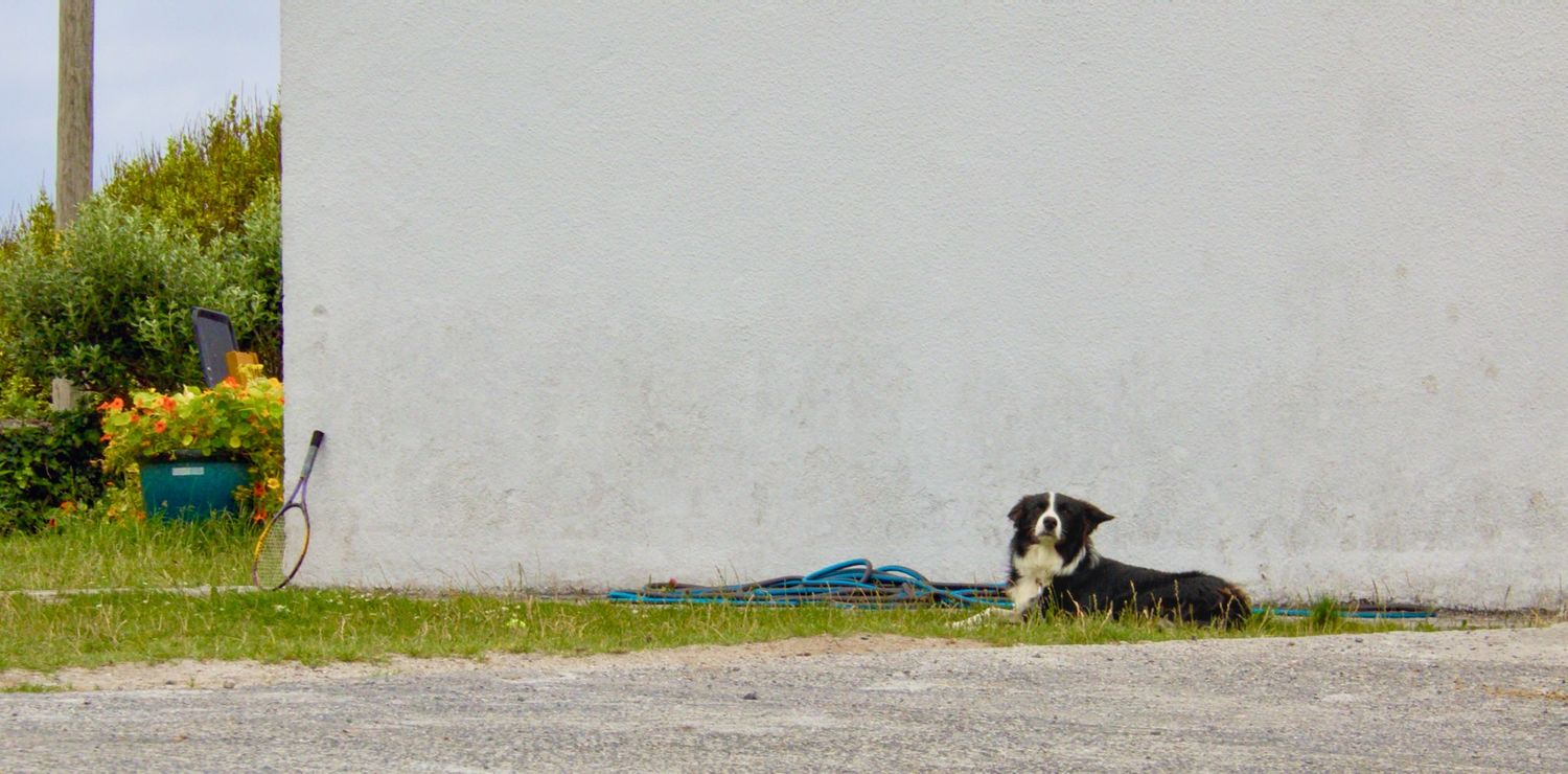 Dog laying along house with tennis racket and flowers in Aran Islands, Ireland.