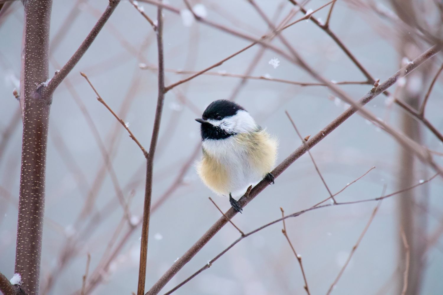 Chickadee perched on a branch in snow in a Massachusetts park.
