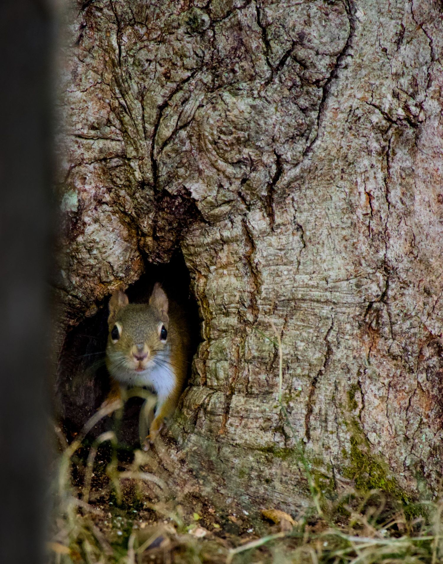 Squirrel peering out of tree hollow.