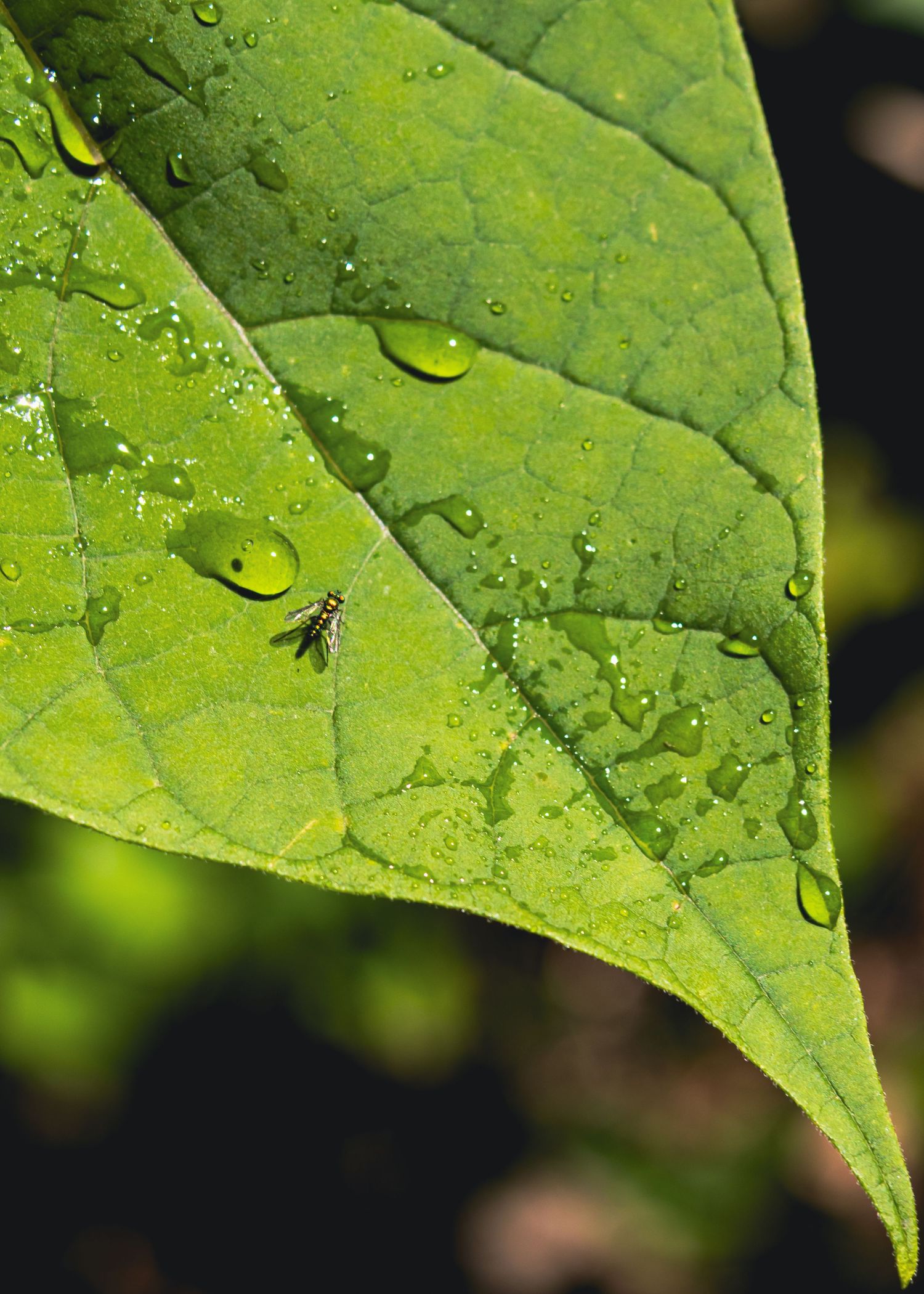 Macro shot of a green leaf with water droplets and a small fly resting on its surface after rain.