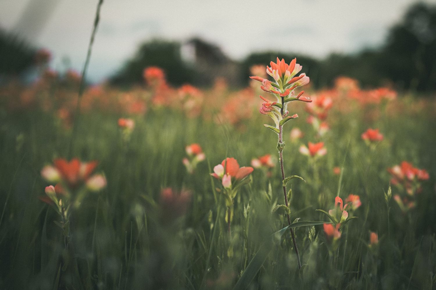 A field of vibrant red Indian paintbrush wildflowers blooming in lush green grass under a soft cloudy sky.