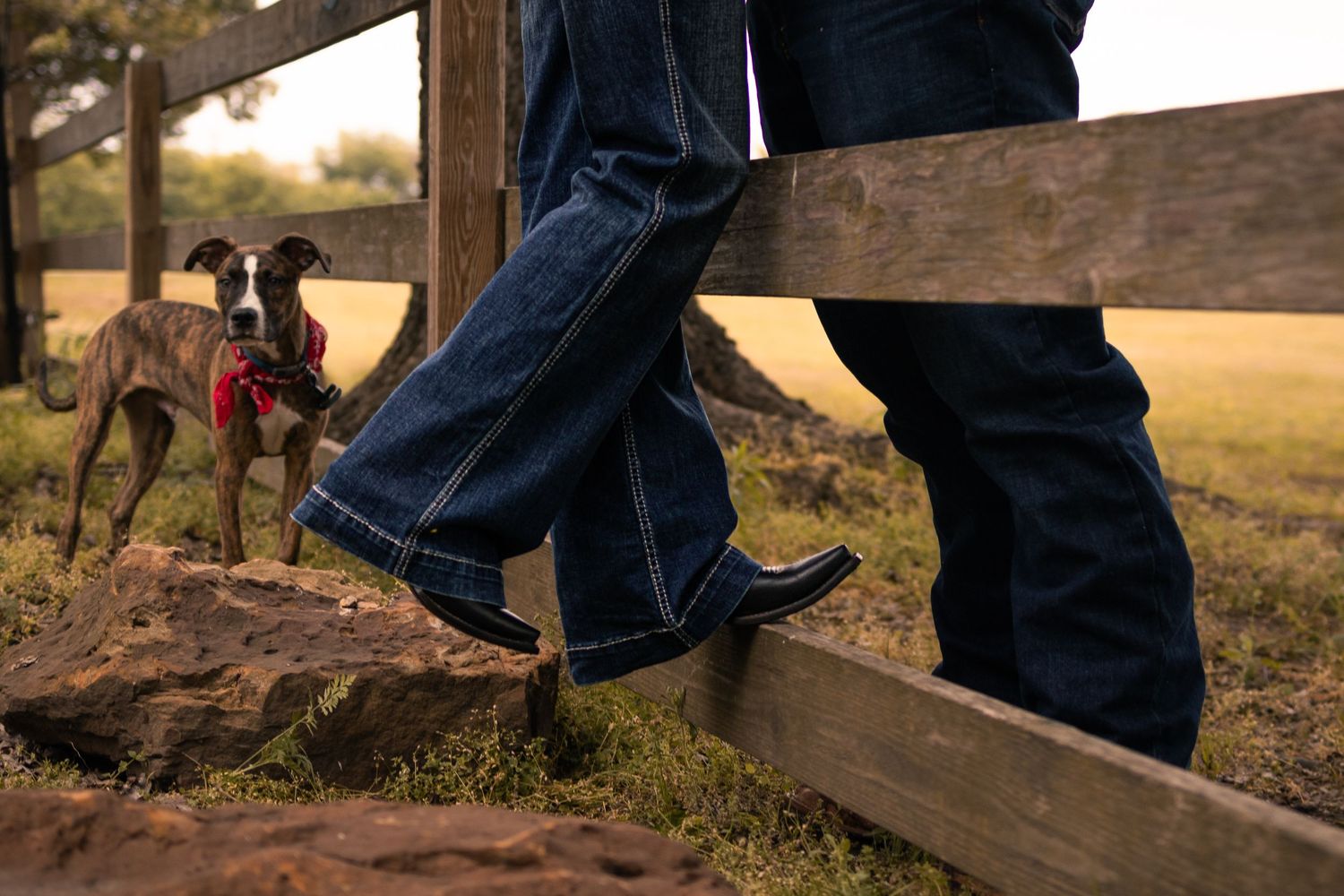 Person in dark jeans and cowboy boots leaning on wooden fence with a greyhound dog wearing red harness nearby.
