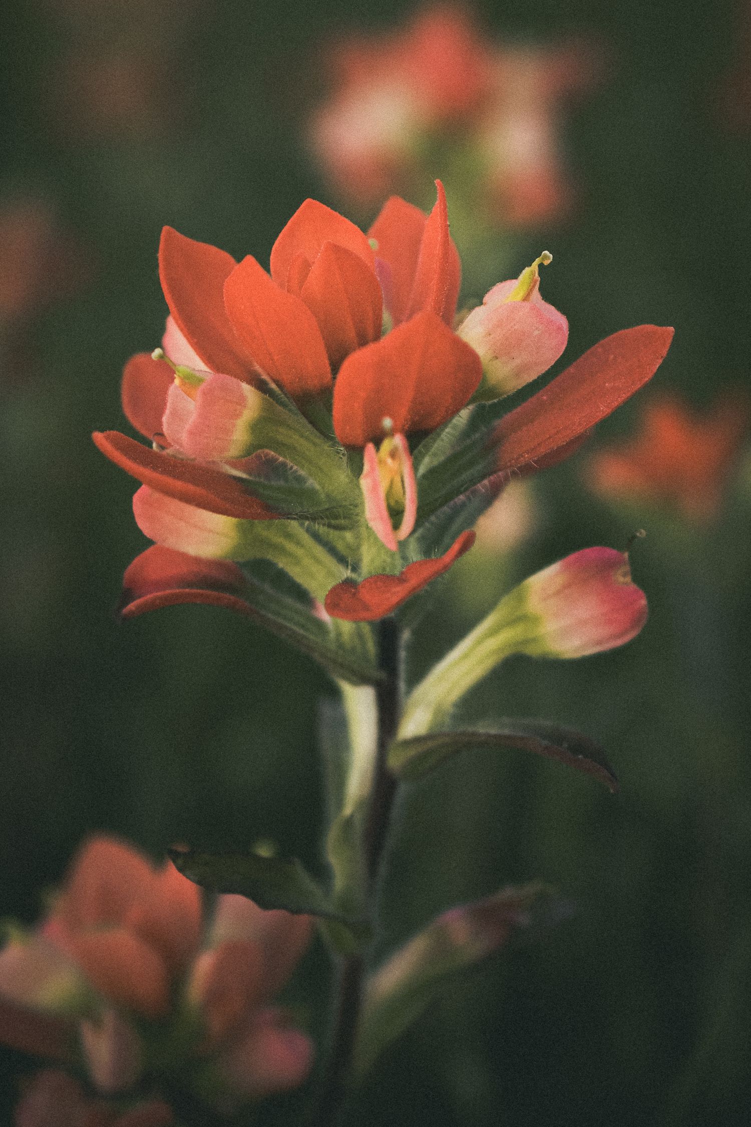 Close-up of a vibrant red Indian Paintbrush wildflower in bloom against a soft dark green background.