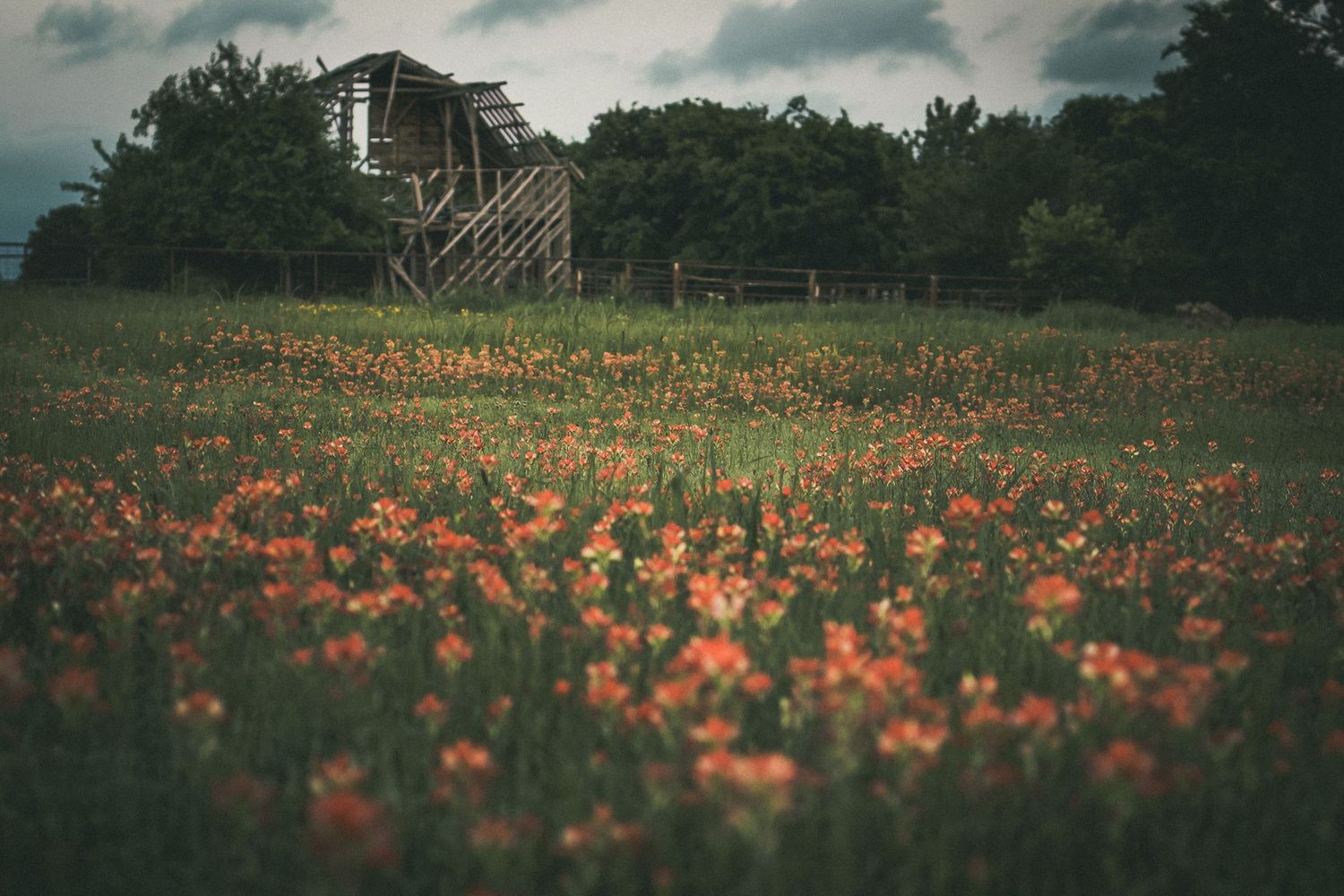 A rustic barn stands behind a vibrant field of red wildflowers under a cloudy sky in a serene countryside setting.