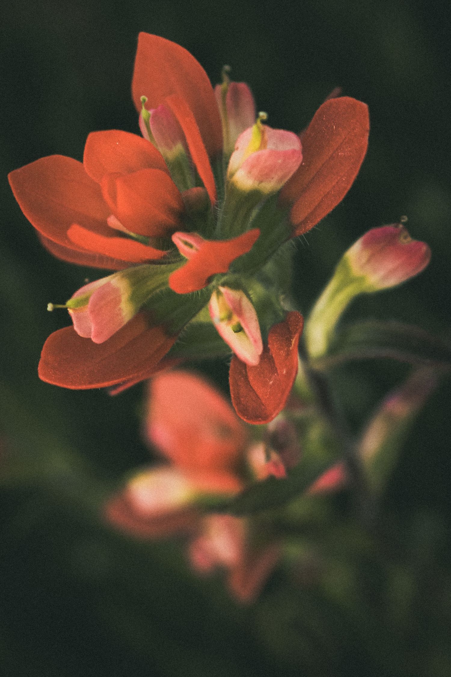 Close-up of vibrant red-orange Indian paintbrush wildflowers with pink buds against a dark green background.